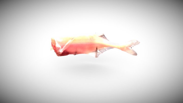 Mormyrid Electric Fish - Specimen BN 3D Model