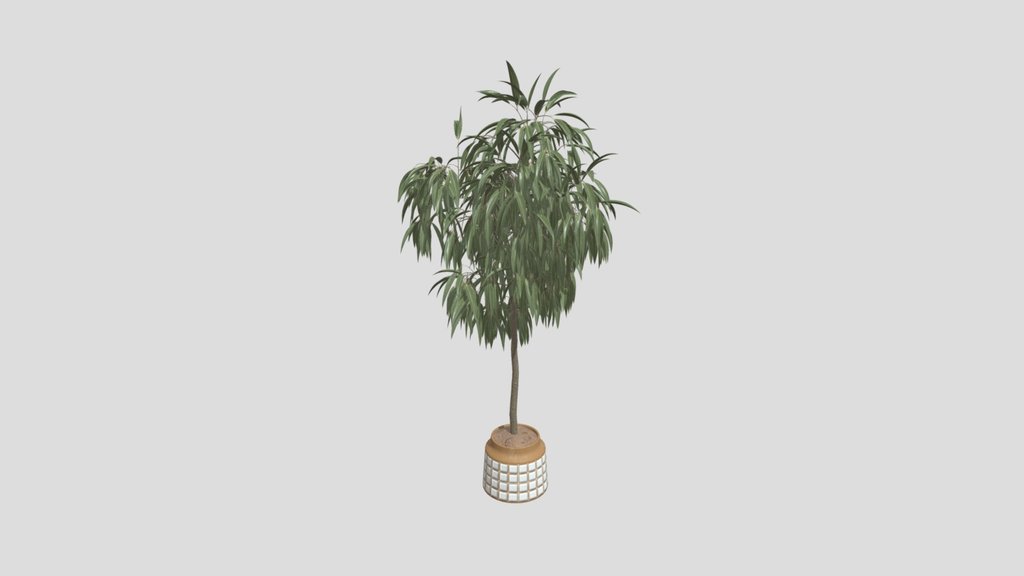 Huge Ficus Binnendijkii Indoor Plant 4