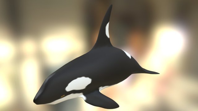 Killer Whale Model 3D Model