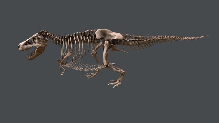 SUE el T. rex 3D Model