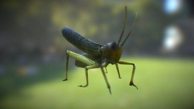 Low Poly Grasshopper ( Animated 3D Asset ) 3D Model