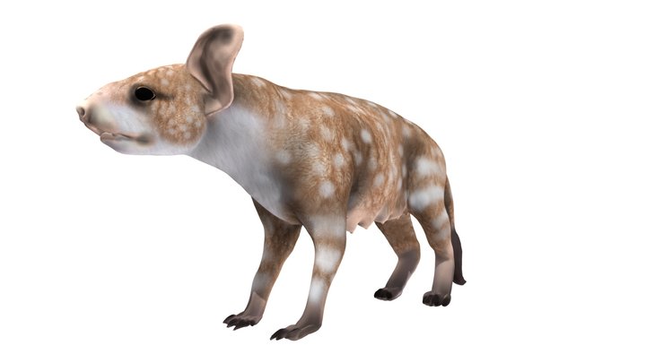 Oreodont the prehistoric mammal 3D Model