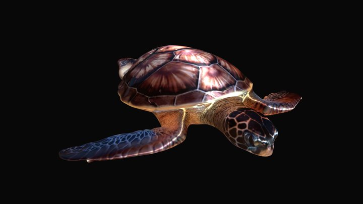 Hard Render Turtle 3D Model