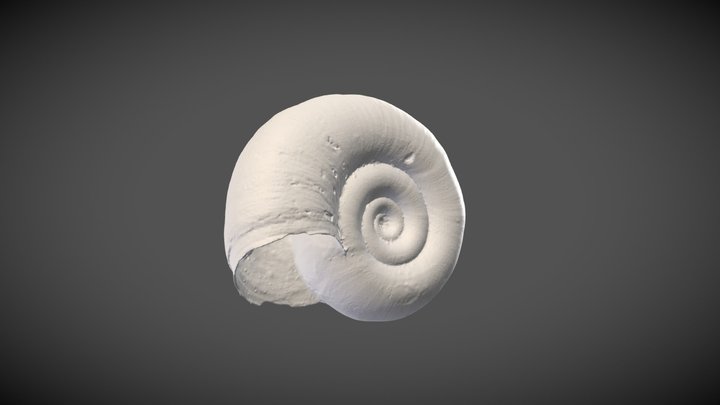 Biomphalaria sudanica (Martens, 1870) – Modello 3D gratuito STL