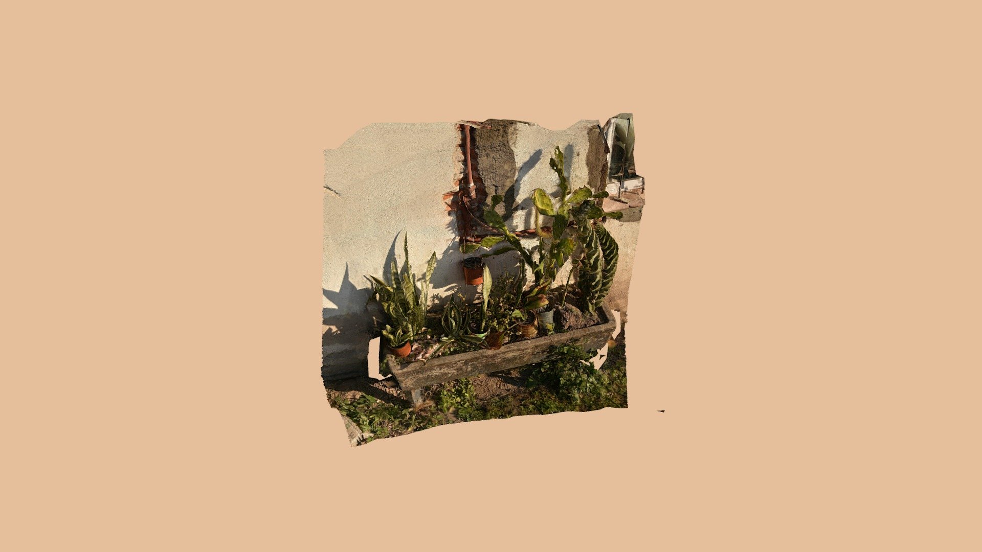 plantas