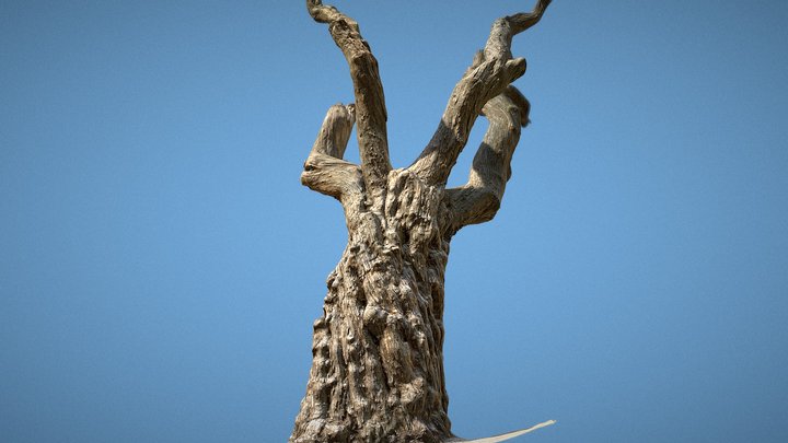 Tree 3D Scan 8k texture 3D Model