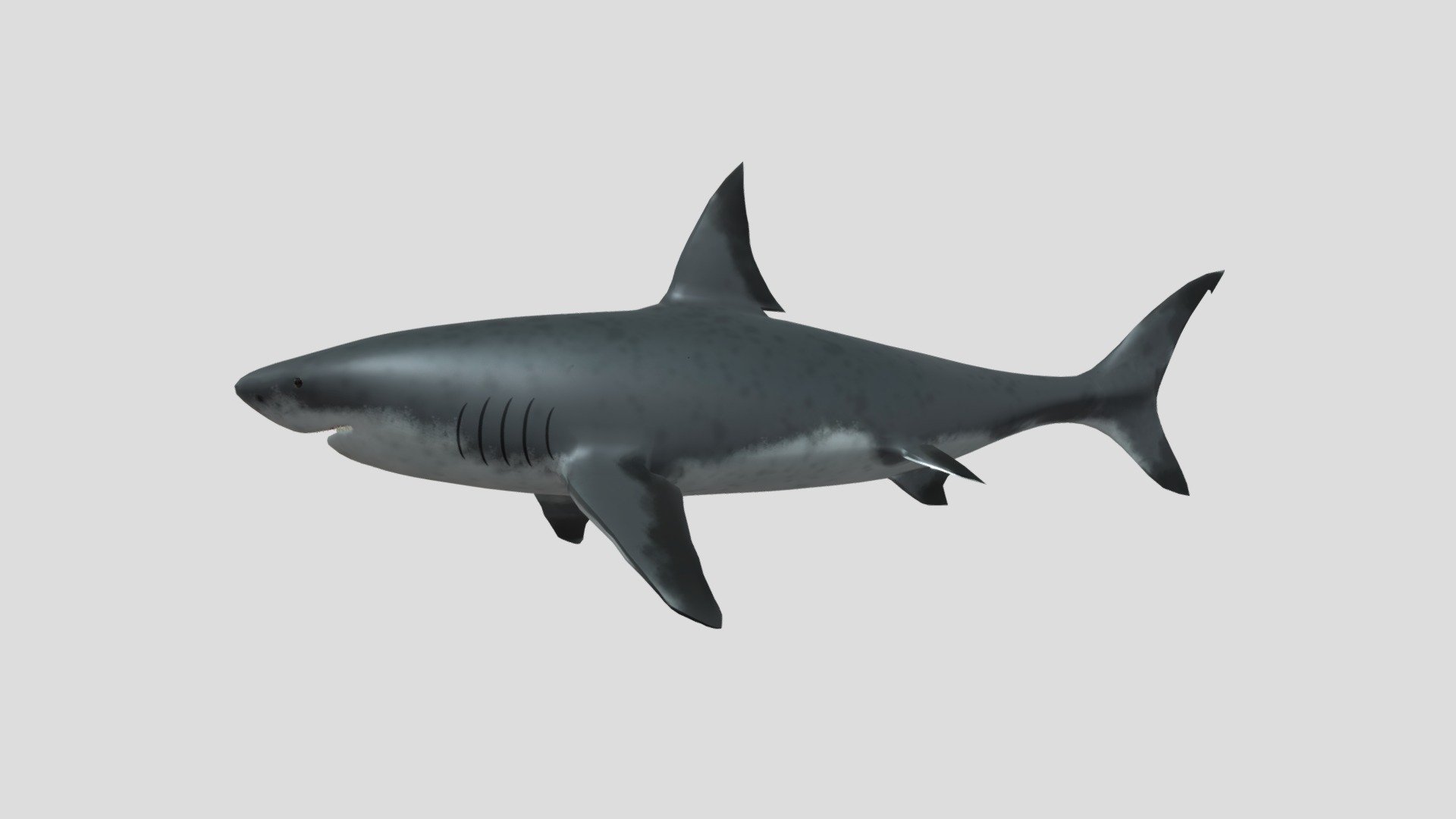 shark - 3D model by SaulSan (@SaulSan) [b0ea033]