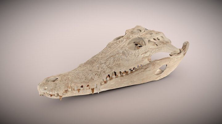 Stal Water Crocodile Skull 3D Model