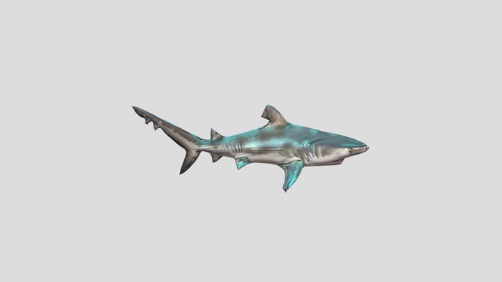 Акула рифова білопера 3D Model