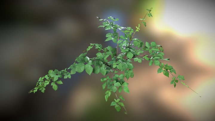 Blackberry 01 3D Model