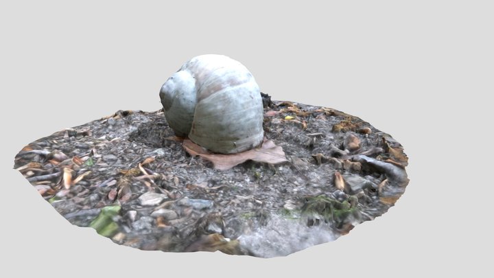 Snail on forest ground 3D Model