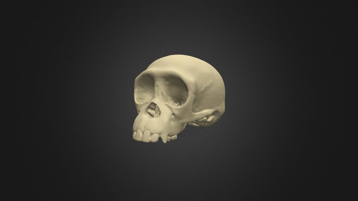 Chimpanzee Cranium - Infant 3D Model