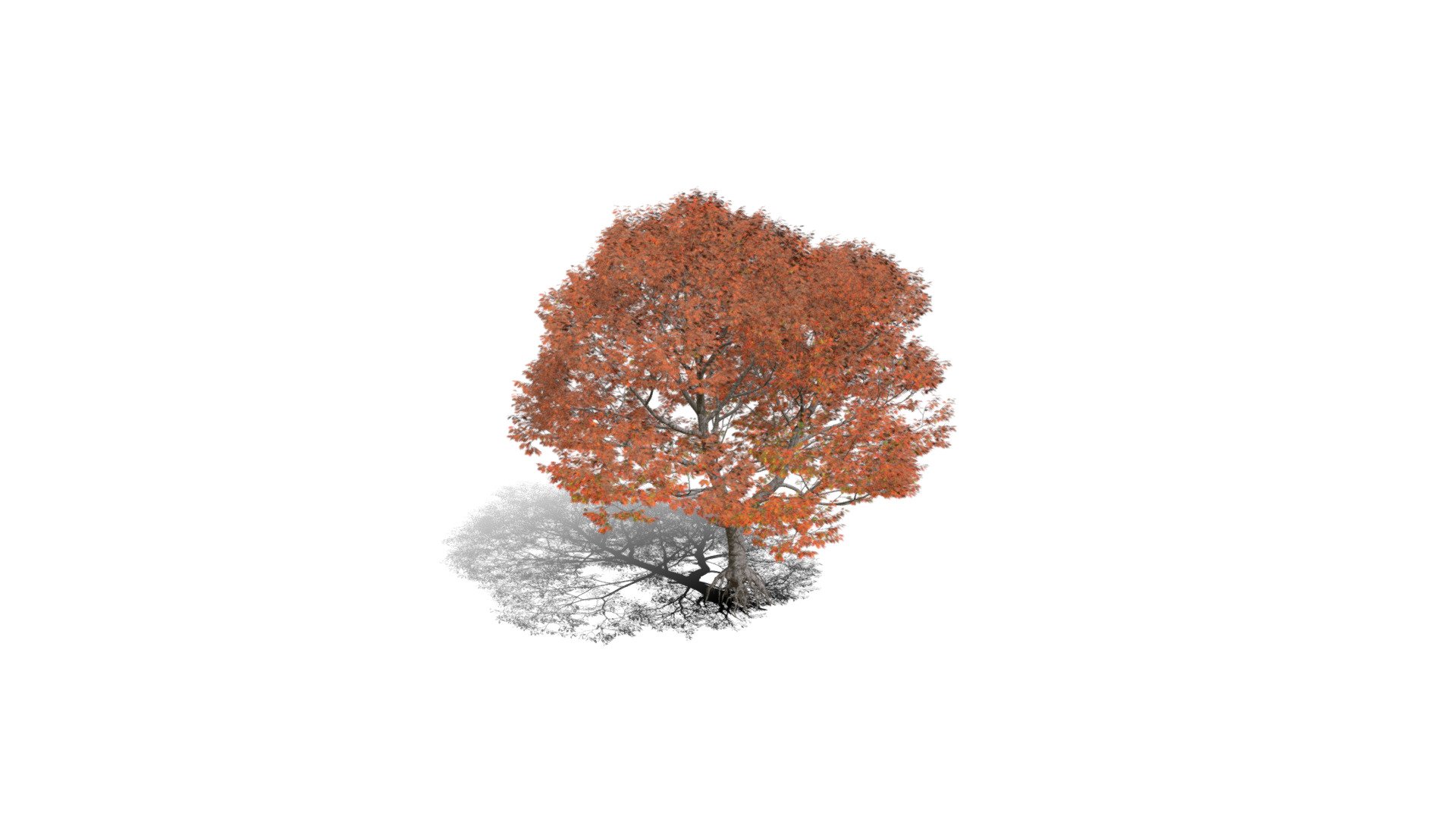 Realistic HD Northern red oak (54/138) - Download Free 3D model by ...