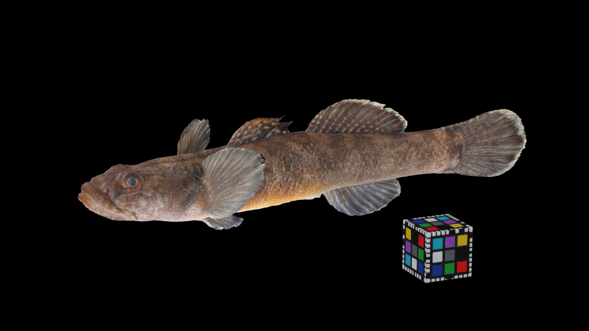 シマウキゴリ Floating Goby, Gymnogobius opperiens