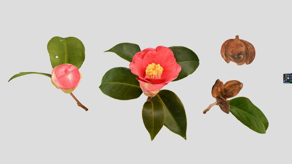 CC0 ヤブツバキ Tsubaki, Camellia japonica