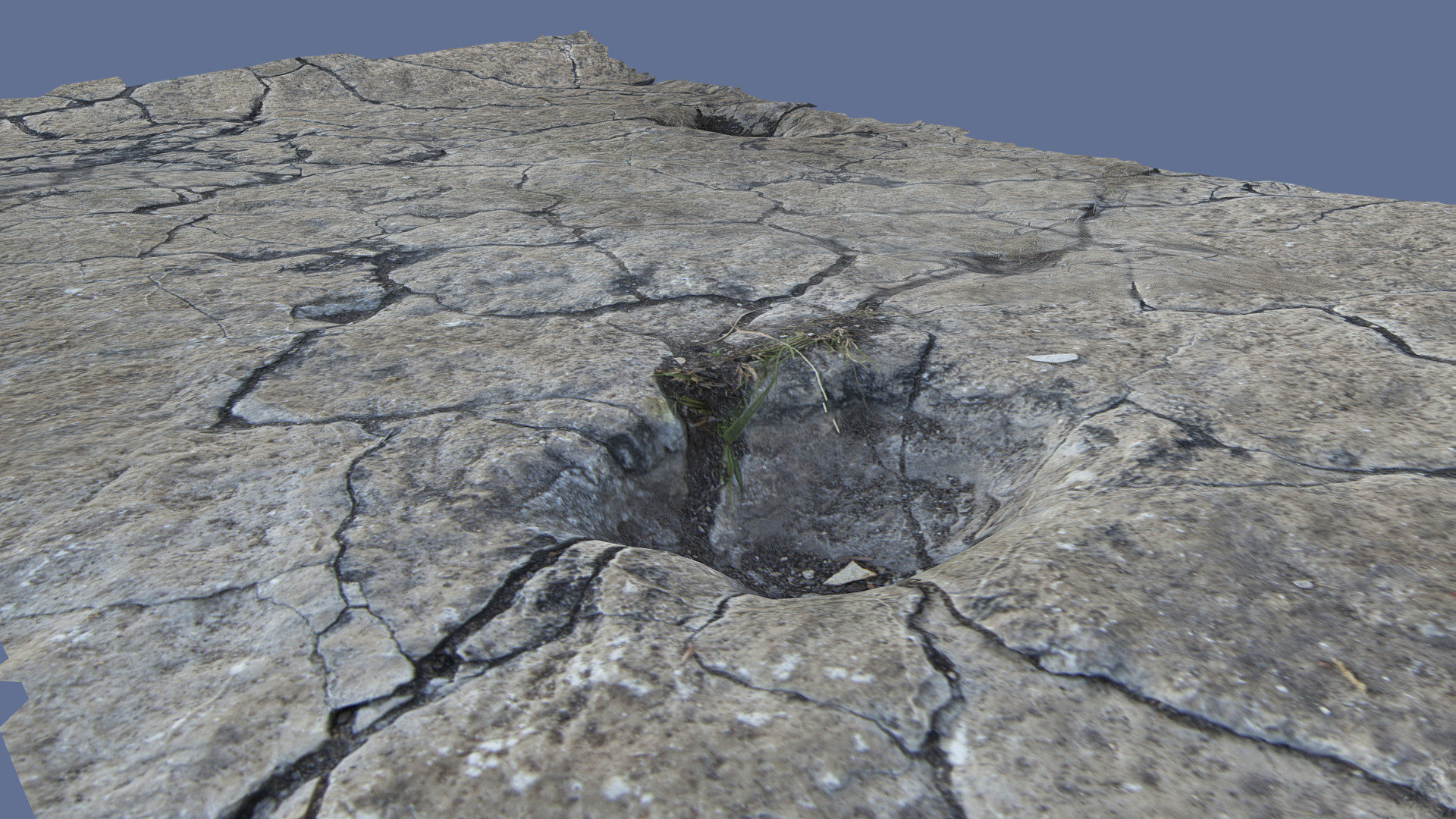Camelids Footprints 2