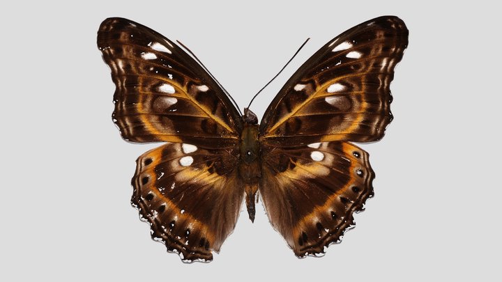 YPM ENT.927700 Butterfly, Moduza pintuyana – Kostenloses 3D-Modell STL