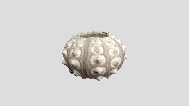 Petrified sea urchin 3D Model