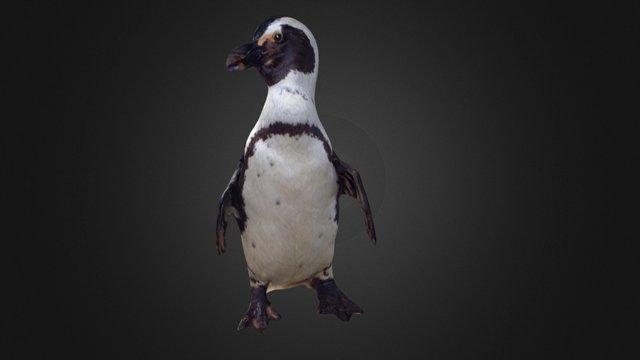Black-footed Penguin 3D Model