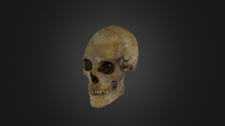 Cráneo Punta Chaparro 3D Model