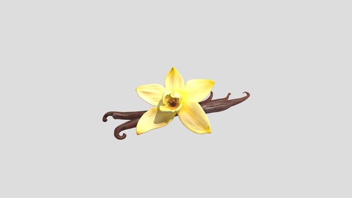 Yellow orchid with vanilla pods 3D Model