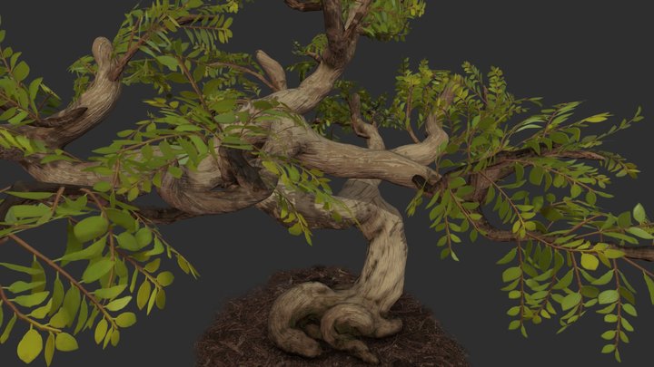 Bonsai Tree - Exaggerated 3D Model