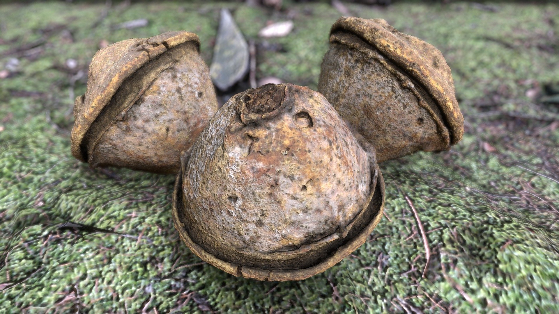 Fetal Capsule