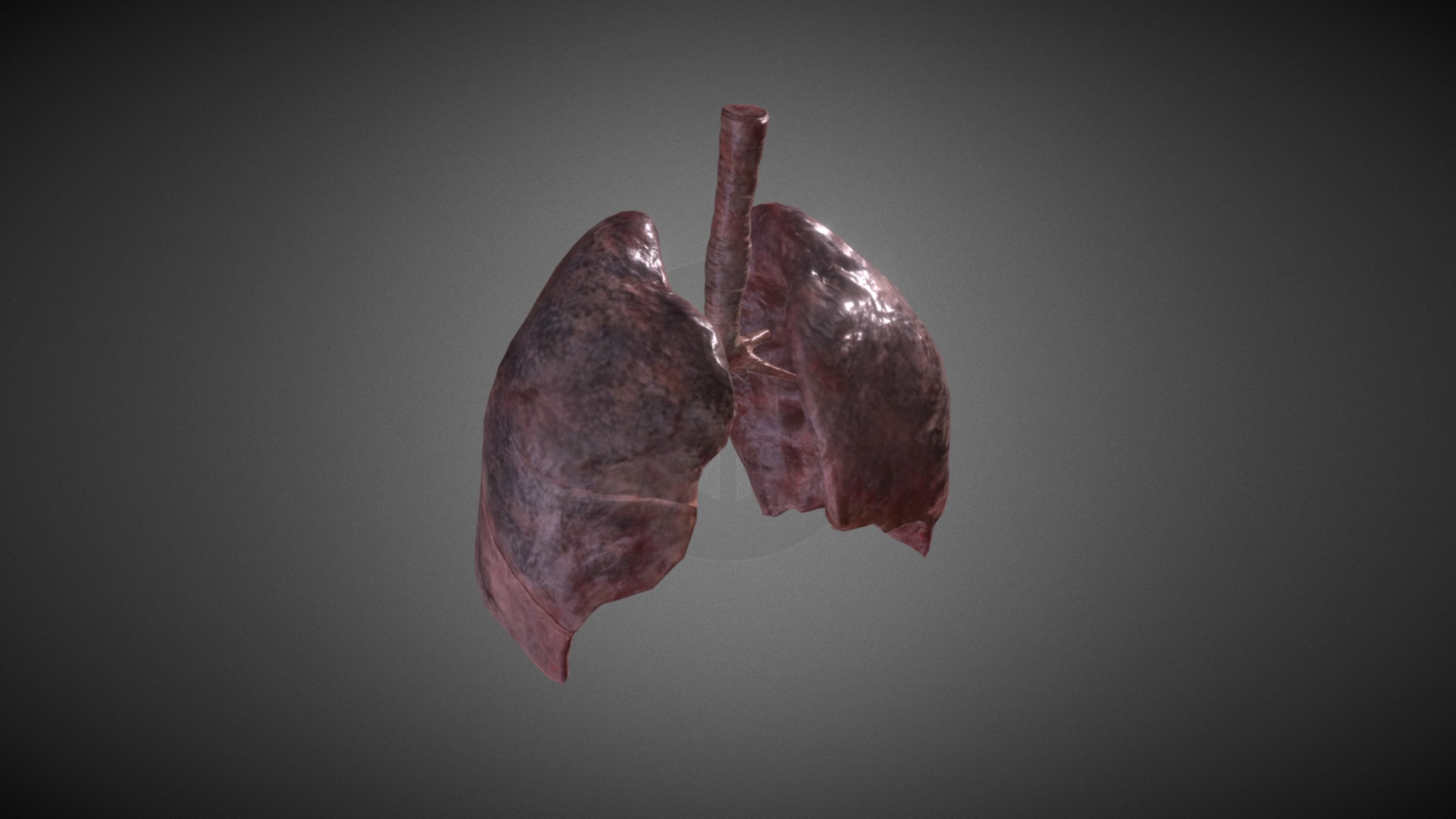 3D model Smoker’s Lungs (animated) - This is a 3D model of the Smoker's Lungs (animated). The 3D model is about a pair of red peppers.