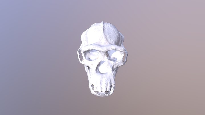 CHIMP SKULL 3D Model