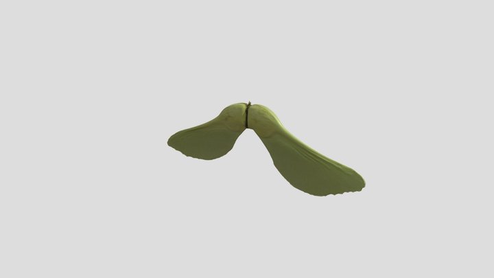 Spitzahorn 3D Model
