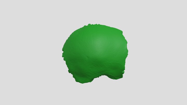 Parietal (R) 3D Model