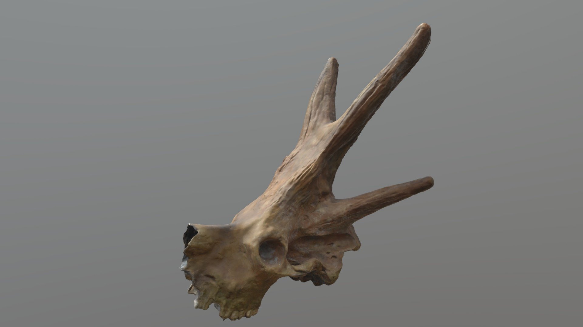 ブラマテリウム 頭骨 - 3D model by Ibaraki_nature_museum