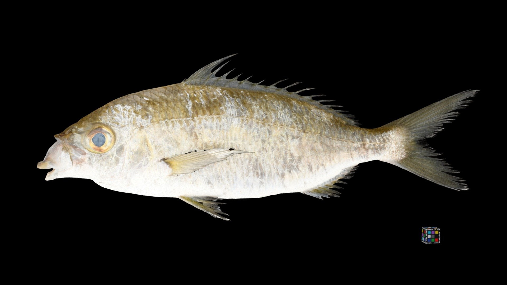 クロサギ Japanese Silver Biddy, Gerres equulus