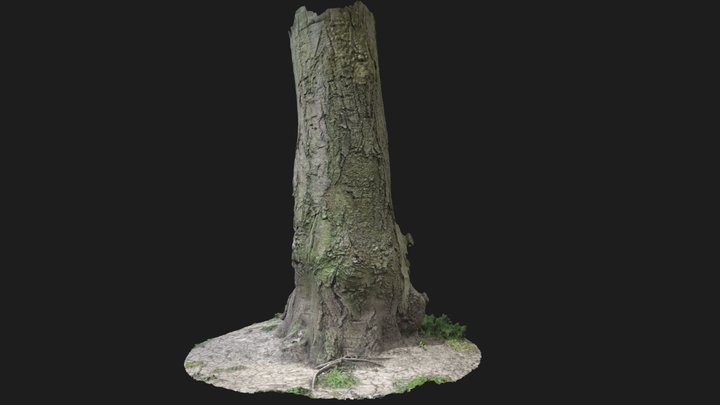 Tree Trunk Scan 3D Model