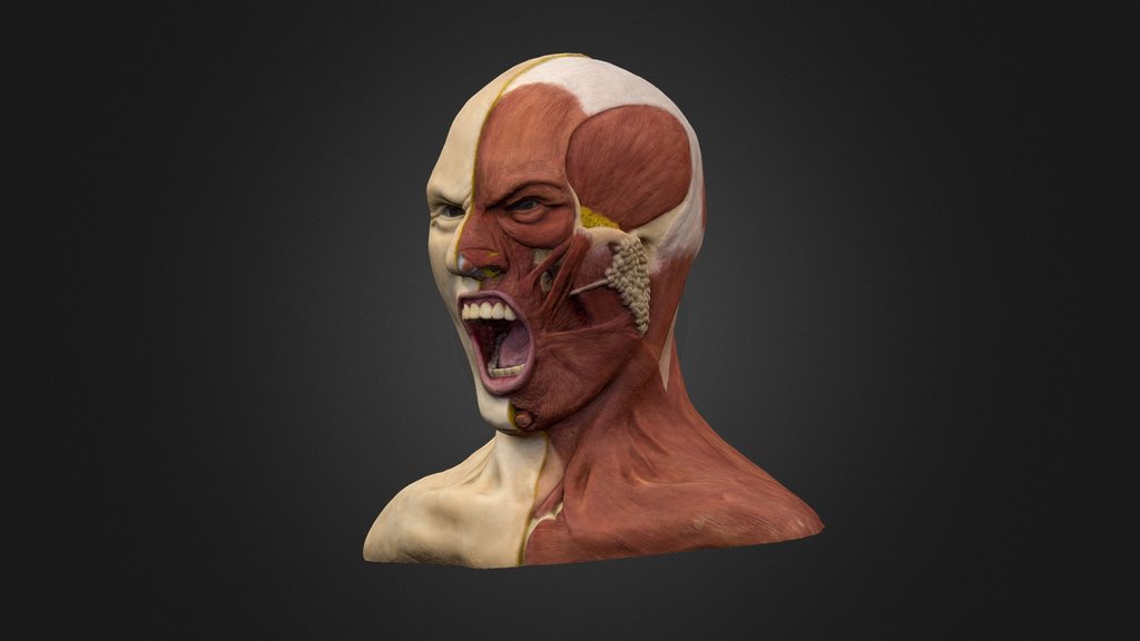The Anatomy of Rage