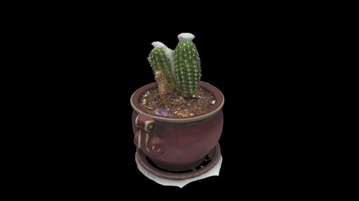 Cactus - High Res 3D Model