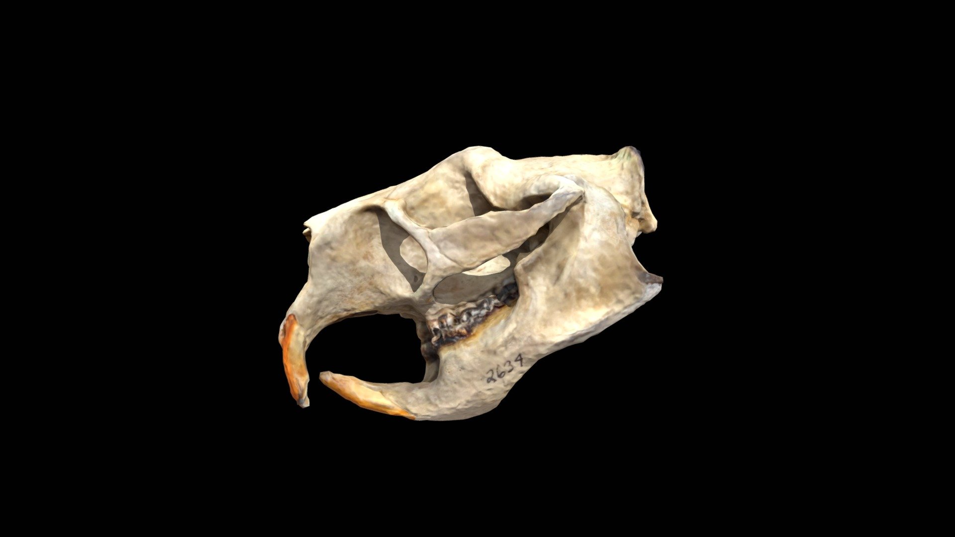 Erethizon dorsatum - 3D model by Cal Poly Humboldt Library [b123a70 ...