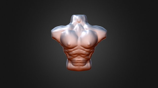 Torso