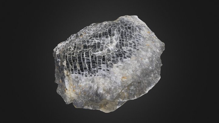 Emmonsia emmonsii (PRI 76736) – Modelo 3D gratuito STL