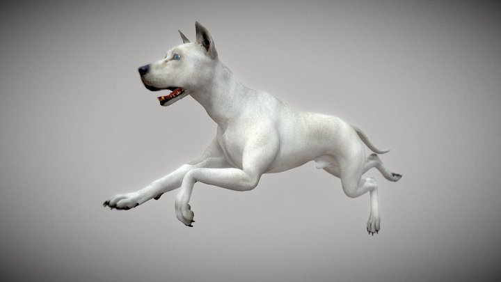 WJ017 Dog Wolf with Running Animation 3D Model