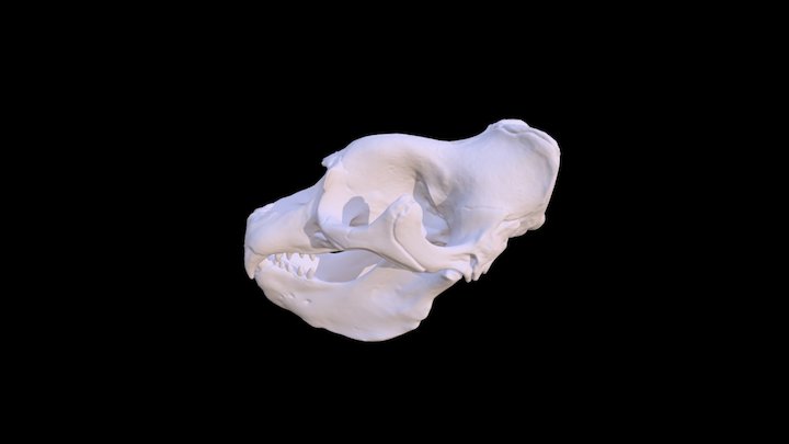 Elephant Seal Skull 3D Model