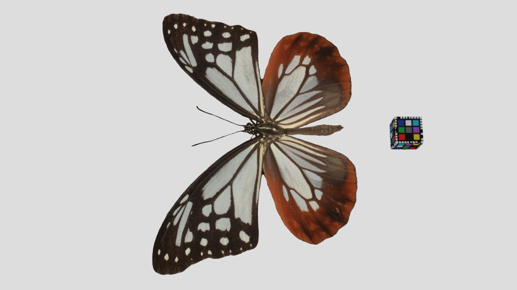 CC0 アサギマダラ 🦋 ♂ Chestnut Tiger Butterfly