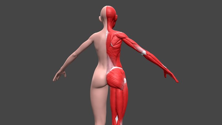 Female body anatomy 02 - ecorche 3D Model