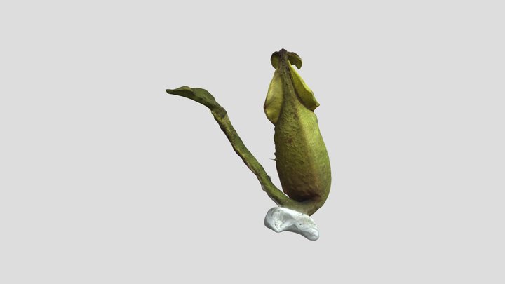 Yellow Green Pitcher Plant With Blue Dot黄绿色捕虫草 – Kostenloses 3D-Modell STL