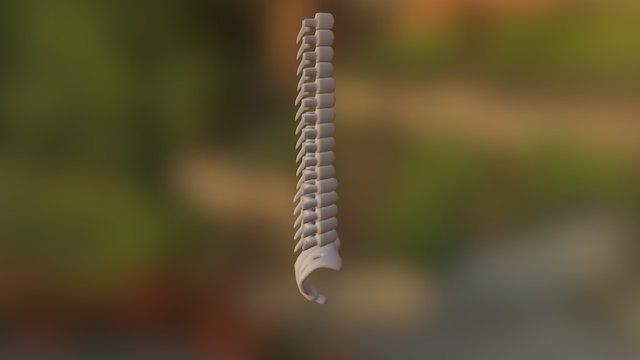 Spine 3D Model