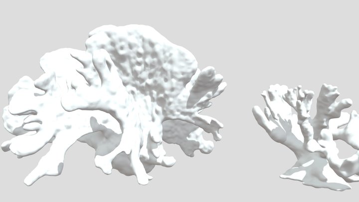 Helioporacoral 3D Model