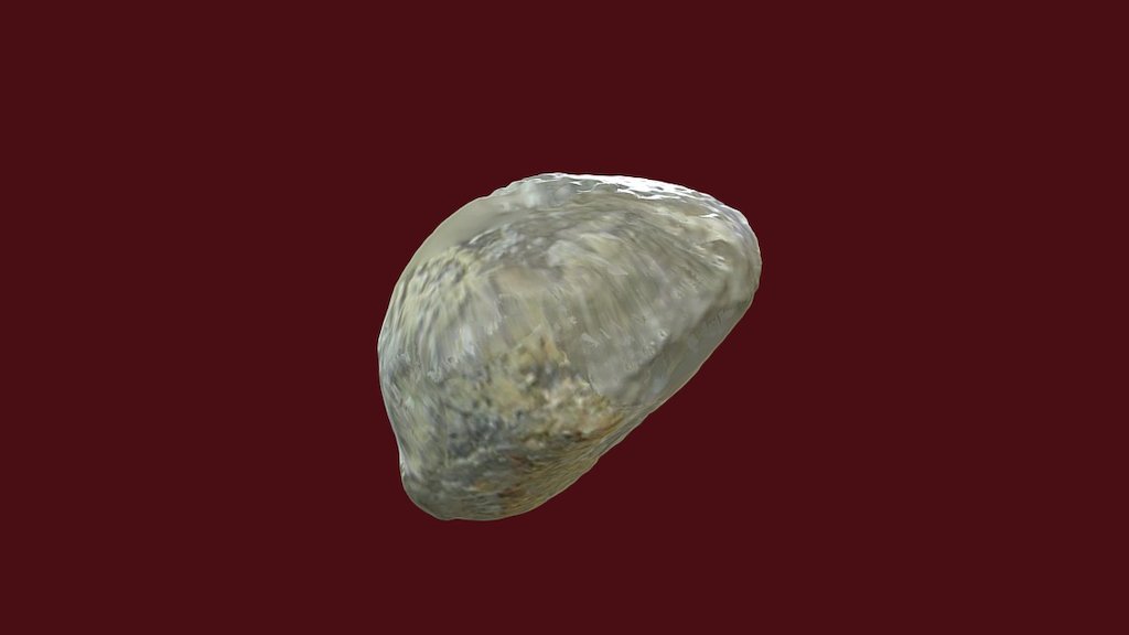 Atrypa oklahomensis (Brachiopod)