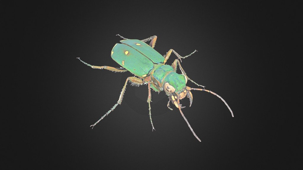 Cicindela campestris