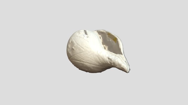 Blowing Shankh 3D Model