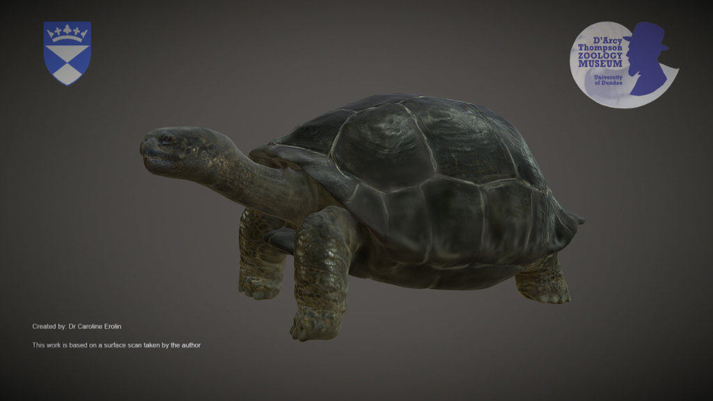 Galapagos Giant Tortoise (old version)